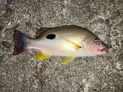 クロホシフエダイの釣果