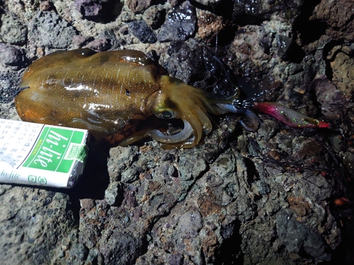 アオリイカの釣果