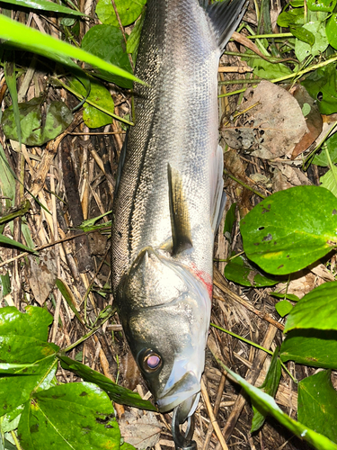 フッコ（マルスズキ）の釣果