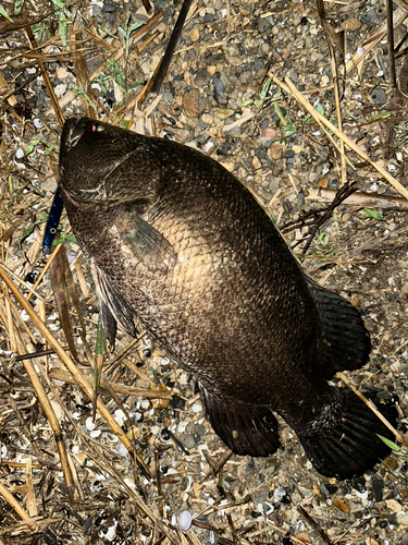 マツダイの釣果