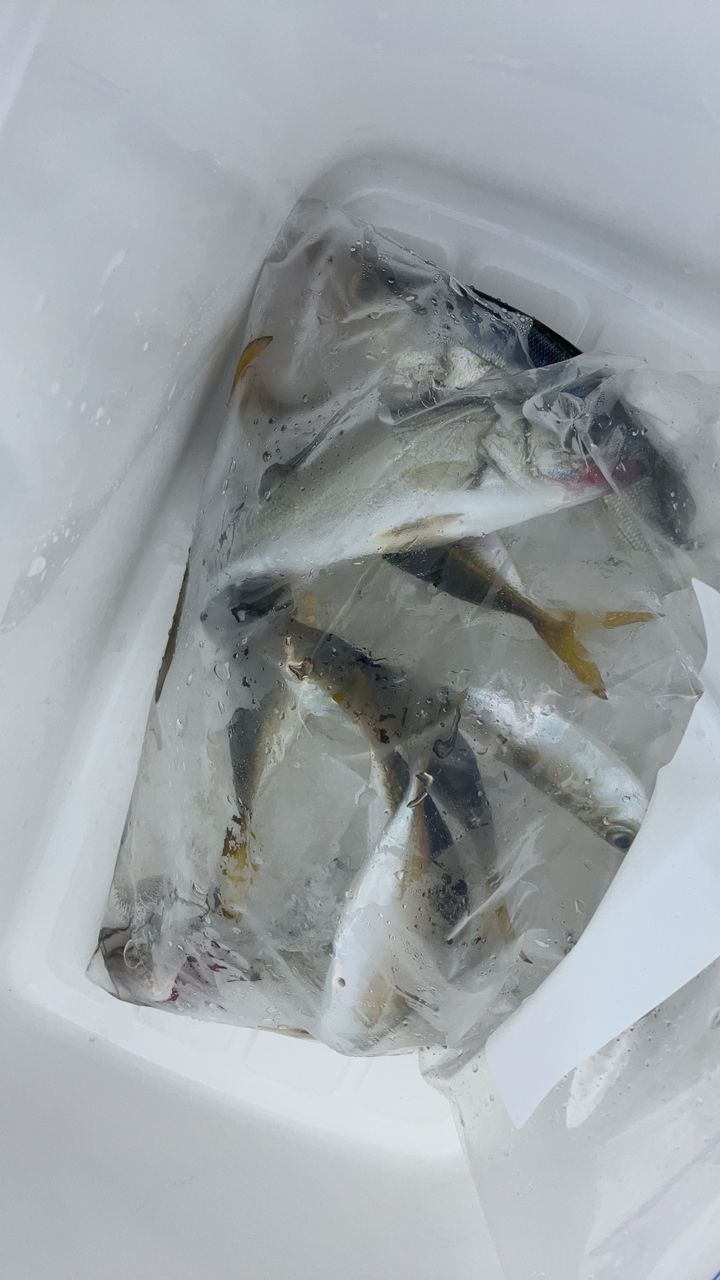 アジ
