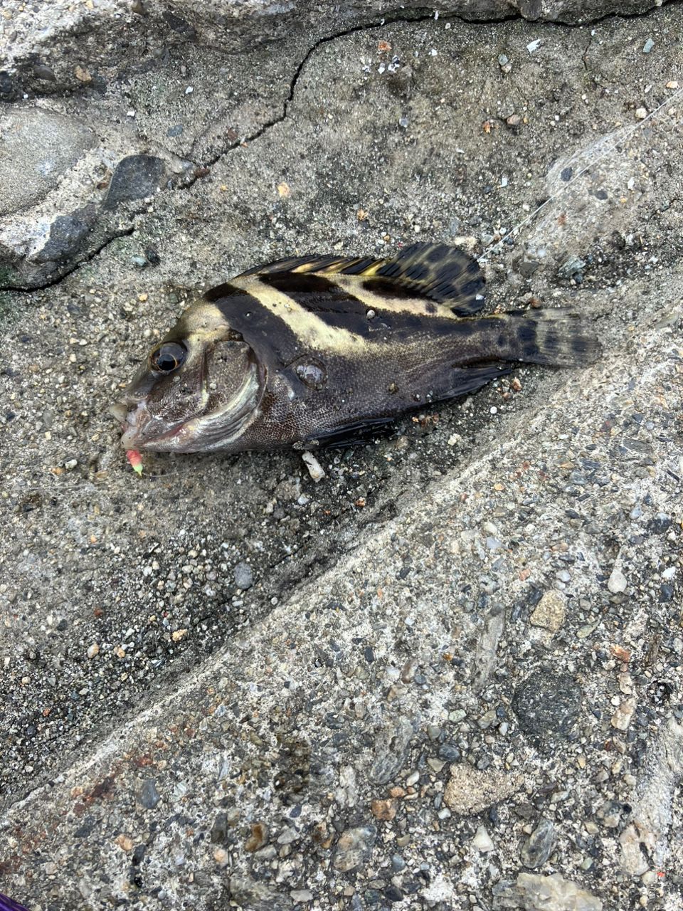 アジ