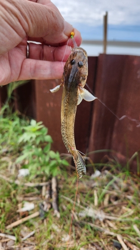 マハゼの釣果