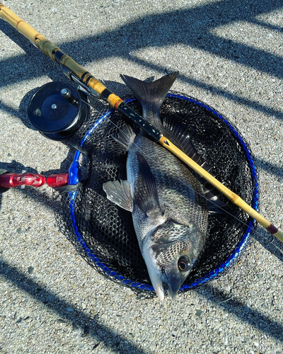 チヌの釣果