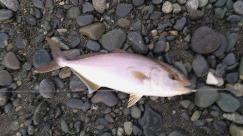 ショゴの釣果