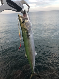 サゴシの釣果