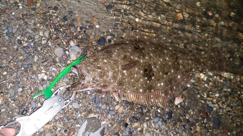 ヒラメの釣果