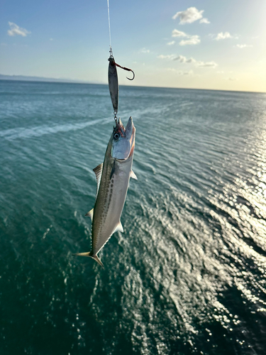 サゴシの釣果