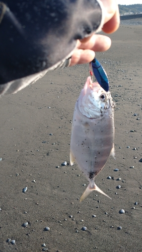 メッキの釣果