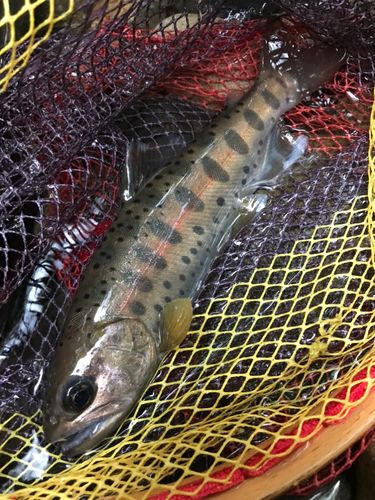 ヤマメの釣果