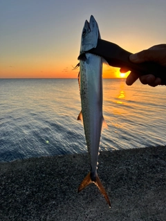 サゴシの釣果