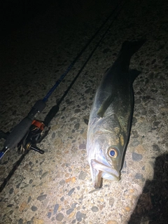 スズキの釣果