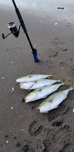 ワカシの釣果