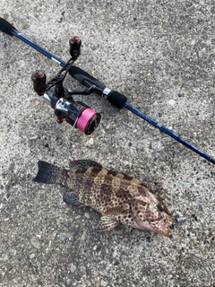 オオモンハタの釣果