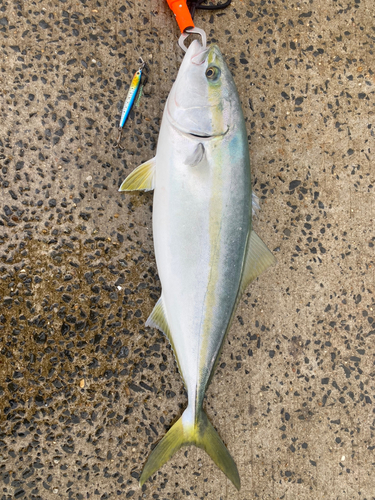 イナダの釣果