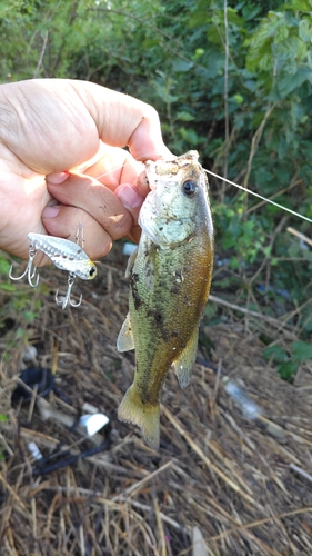 ラージマウスバスの釣果