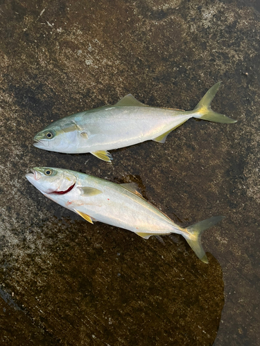 ワカシの釣果