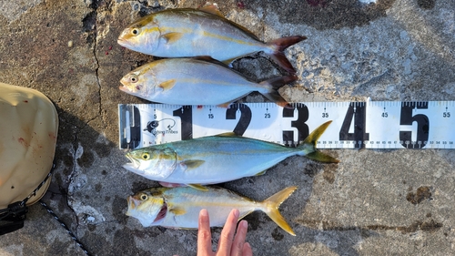 ショゴの釣果