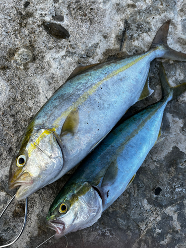 カンパチの釣果