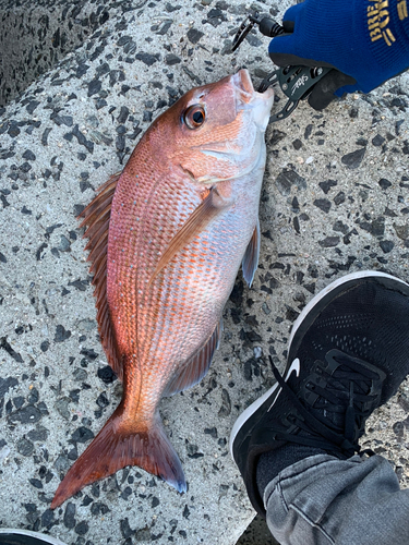 マダイの釣果