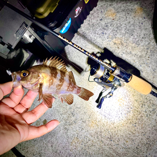 シロメバルの釣果