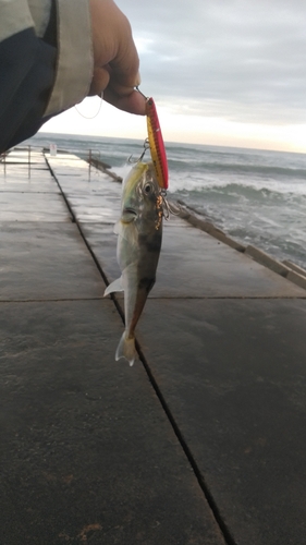 カナフグの釣果