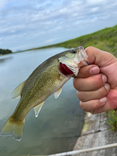 ラージマウスバスの釣果