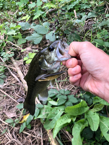 ブラックバスの釣果