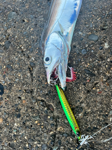 タチウオの釣果