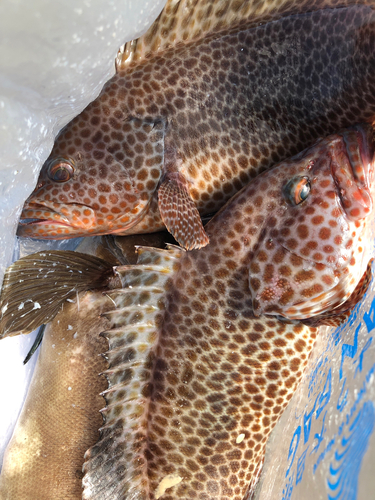 オオモンハタの釣果