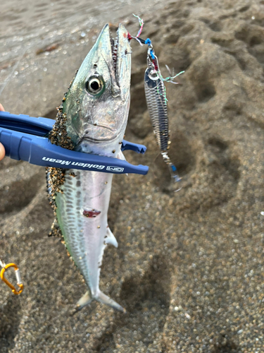 サゴシの釣果