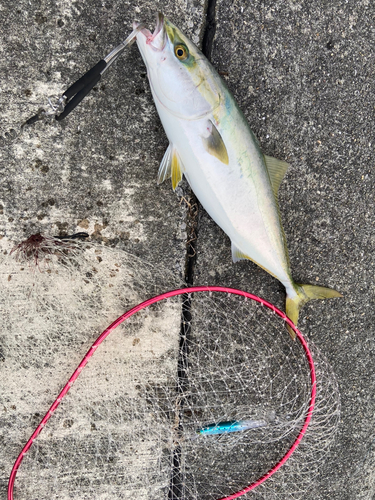 ハマチの釣果