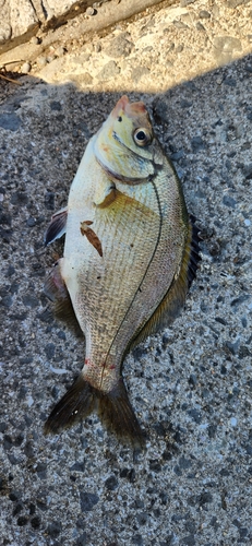 ウミタナゴの釣果