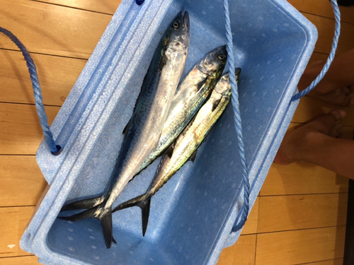 サゴシの釣果
