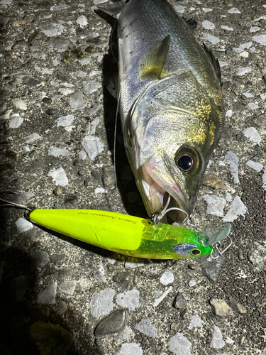 シーバスの釣果