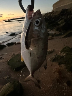 メッキの釣果