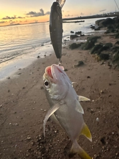 メッキの釣果