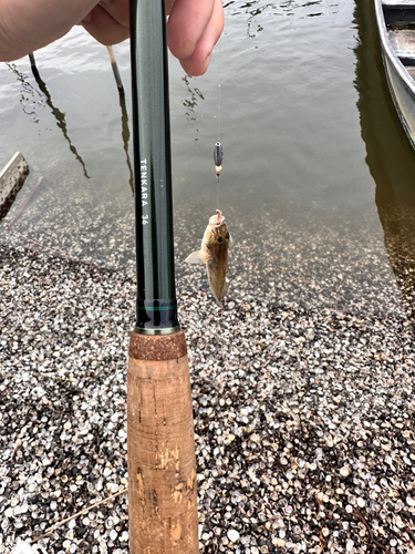 ハゼの釣果