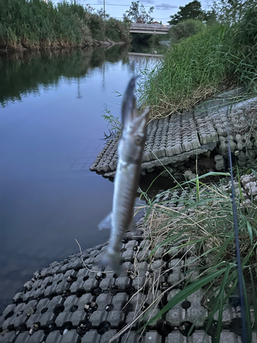 カマスの釣果