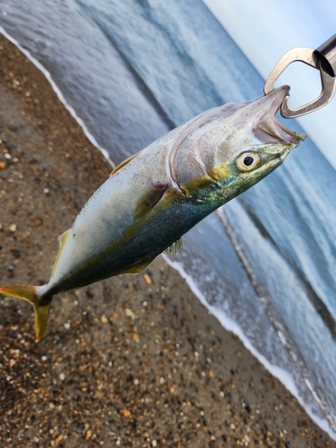 イナダの釣果