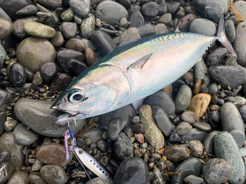 マルソウダの釣果