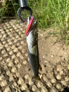 カマスの釣果