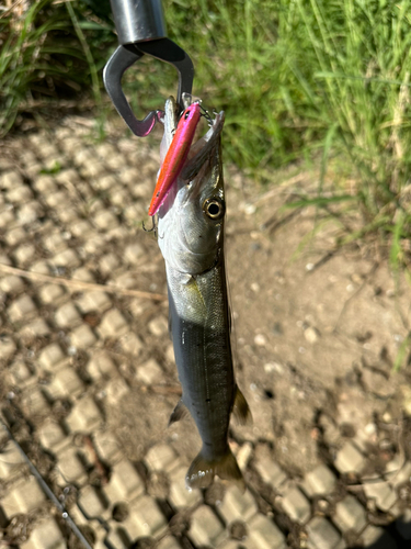 カマスの釣果