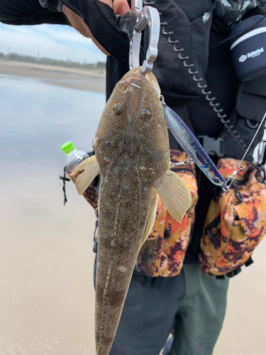 マゴチの釣果