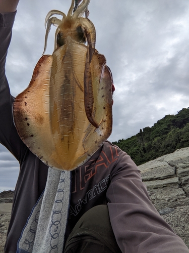 サゴシの釣果