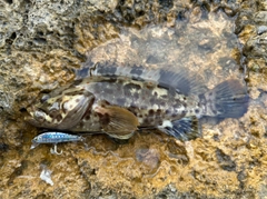 チャイロマルハタの釣果