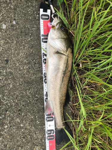 シーバスの釣果