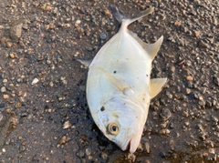 メッキの釣果
