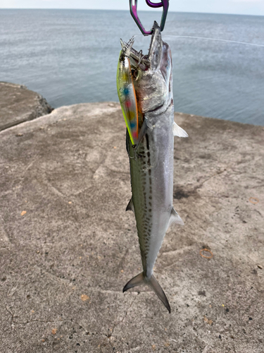 サゴシの釣果