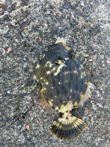 カワハギの釣果